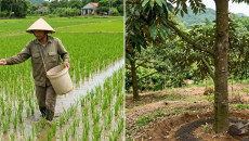 VẬT TƯ NÔNG NGHIỆP BÍCH PHƯỢNG