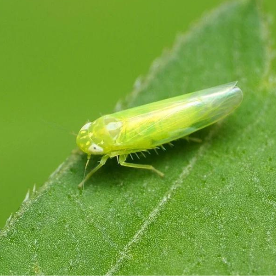 VẬT TƯ NÔNG NGHIỆP BÍCH PHƯỢNG