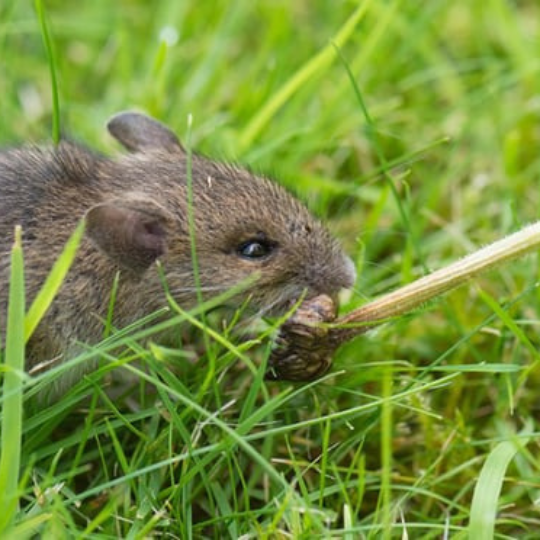 VẬT TƯ NÔNG NGHIỆP BÍCH PHƯỢNG